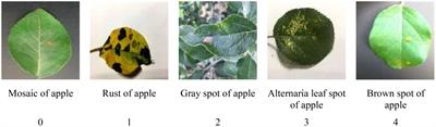 Construction and verification of machine vision algorithm model based on apple leaf disease images